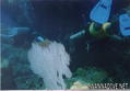 scuba diving photo