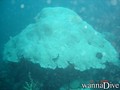 scuba diving photo