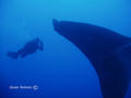 scuba diving photo