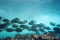 scuba diving photo