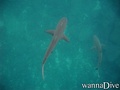 scuba diving photo