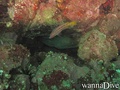 scuba diving photo