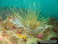 scuba diving photo