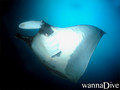 scuba diving photo