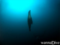 scuba diving photo