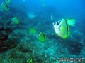 scuba diving photo