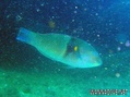 scuba diving photo