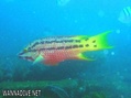 scuba diving photo