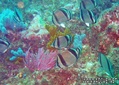 scuba diving photo
