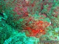 scuba diving photo