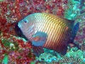 scuba diving photo