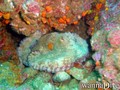 scuba diving photo