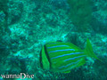 scuba diving photo