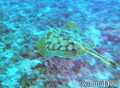 scuba diving photo
