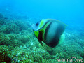 scuba diving photo