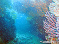 scuba diving photo