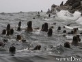 scuba diving photo