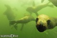 scuba diving photo