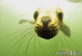 scuba diving photo