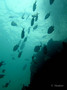 scuba diving photo