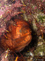 scuba diving photo