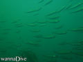 scuba diving photo