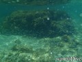 scuba diving photo