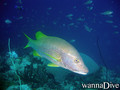scuba diving photo