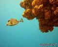 scuba diving photo