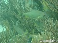 scuba diving photo