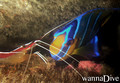 scuba diving photo