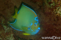 scuba diving photo