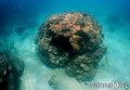 scuba diving photo