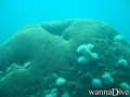 scuba diving photo