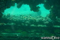 scuba diving photo