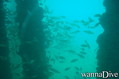 scuba diving photo
